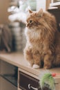 Cat sit on a shelf dark brown cupboard