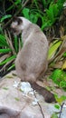 Cat sitiing on flower on marble garden bench in wet garden after the rain