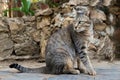 A Cat Siting on the Pathway Royalty Free Stock Photo