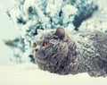 Cat siting in snow during blizzard