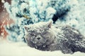 Cat siting in snow during blizzard