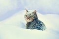 Cat siting in snow