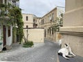 Cat sits against the wall of the house on Ilyas Efendiev street in the old town of Icheri Sheher in autumn. Azerbaijan, Baku city