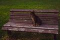 The cat sits on a bench in the evening and waits for someone.