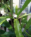 A cat sits on the Bird nest tree