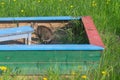 The cat sits in the children's sandbox to sic or poop