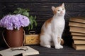 Cat sits beside clock Royalty Free Stock Photo