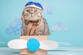 The cat sits a cute pilot Sedit aviator in a paper plane, a Scottish Whiskas in a mask and goggles of an airplane pilot. The