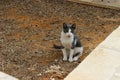 The cat sits on the earth - the island of Cyprus Royalty Free Stock Photo