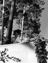 A cat sits on a fence in the late summer sun - CATS - PETS