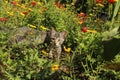 The cat sits in flowers Royalty Free Stock Photo