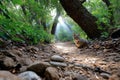 Cat Sits on Forest Path in Sunbeams Royalty Free Stock Photo