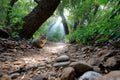Cat Sits on Forest Path in Sunbeams Royalty Free Stock Photo