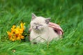 Cat sits on the green lawn Royalty Free Stock Photo