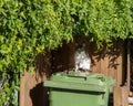 Stray cat on the green waste container