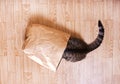 Cat sits, hid in a paper, craft package Royalty Free Stock Photo