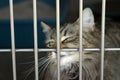 A cat sits in its cage at the animal shelter