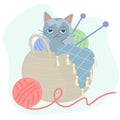 The cat sits on a knitting basket with multi-colored skeins of woolen yarn and needles. A gray self-satisfied cat and Royalty Free Stock Photo