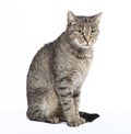 Cat sits and looks Royalty Free Stock Photo
