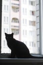 The cat sits near the window and looks out the street Royalty Free Stock Photo