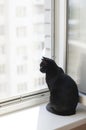 The cat sits near the window and looks out the street Royalty Free Stock Photo