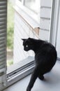 The cat sits near the window and looks out the street Royalty Free Stock Photo