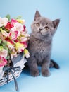 The cat sits next to a basket with flowers Royalty Free Stock Photo