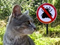 Gray cat on the background of sign no flies and green grass. Royalty Free Stock Photo