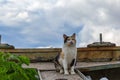 Cat sits in the old Maritime boat