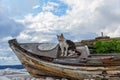 Cat sits in the old Maritime boat