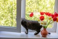 A cat sits on one near bright red white and yellow flowers in a vase. Outside the window is green foliage of trees. sunlight falls Royalty Free Stock Photo