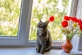 A cat sits on one near bright red white and yellow flowers in a vase. Outside the window is green foliage of trees. sunlight falls Royalty Free Stock Photo