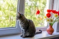 A cat sits on one near bright red white and yellow flowers in a vase. Outside the window is green foliage of trees. sunlight falls Royalty Free Stock Photo