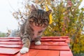 cat sits on a red roof on a background of autumn foliage. Royalty Free Stock Photo
