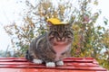 Cat sits on a red roof on a background of autumn foliage. Royalty Free Stock Photo