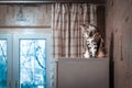 The cat sits on the refrigerator and looks out the window Royalty Free Stock Photo