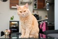Cat sits and relaxes on the glass table Royalty Free Stock Photo