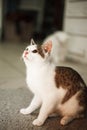 Photo a cute cat Royalty Free Stock Photo