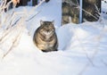 Cat sits in the snow in a winter rural garden and looks straight down at the fur