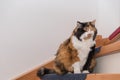 Cat sits on stairs Royalty Free Stock Photo