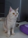 Picture A cat sits still on the floor in a natural pose. Royalty Free Stock Photo