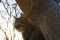 Cat sits on a tree in the sun Royalty Free Stock Photo