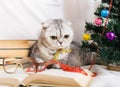 Cat sits under the Christmas tree with books and glasses Royalty Free Stock Photo