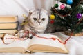 Cat sits under the Christmas tree with books and glasses Royalty Free Stock Photo