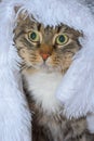 Cat sits under a cloth .