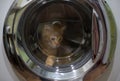 The cat sits in the washing machine and looks out the window. A kitten explores the world from inside a washing machine