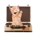 Cat sits waving and laughing in suitcase