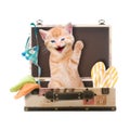Cat sits waving and laughing in suitcase Royalty Free Stock Photo