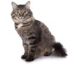 Cat sits on a white background Royalty Free Stock Photo