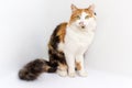 Cat sits on a white background Royalty Free Stock Photo